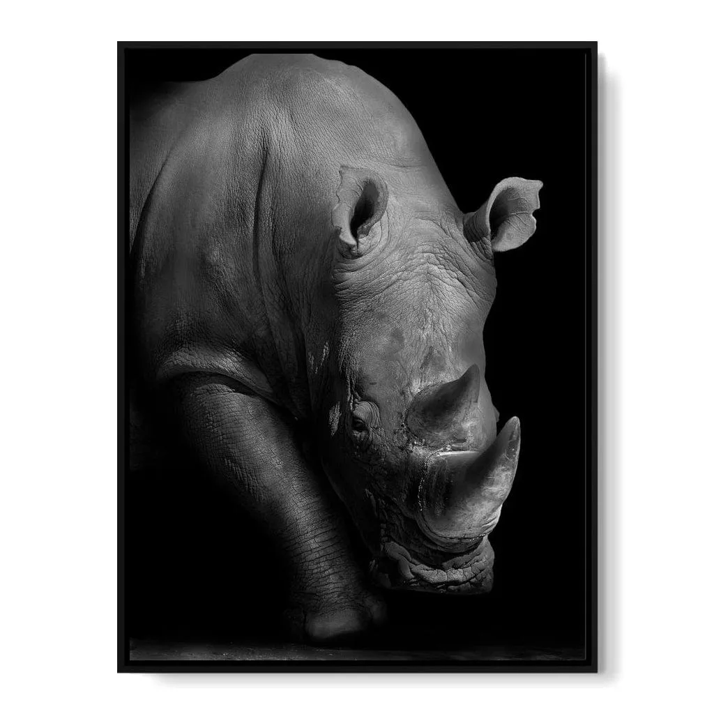 Black and White Rhino