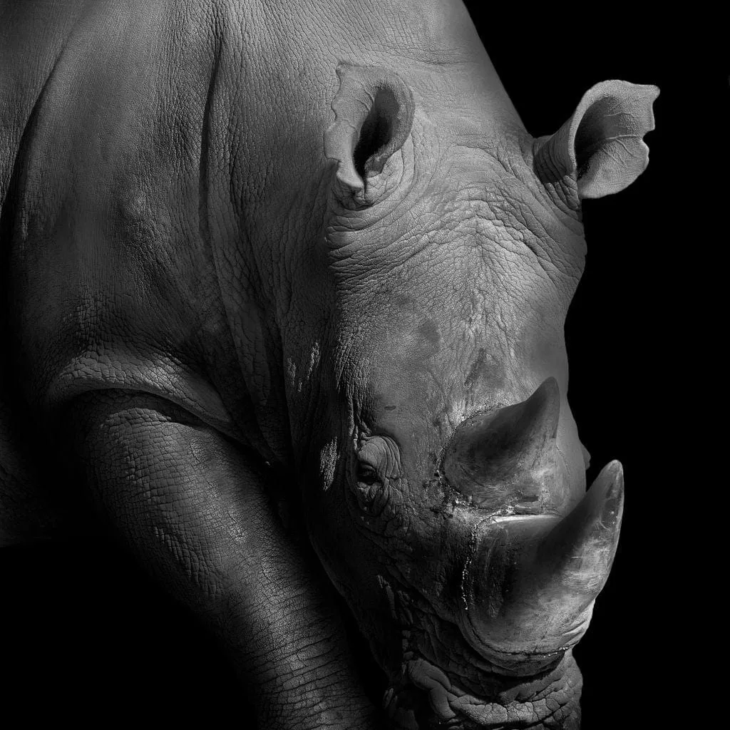 Black and White Rhino