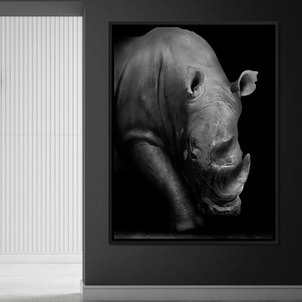 Black and White Rhino