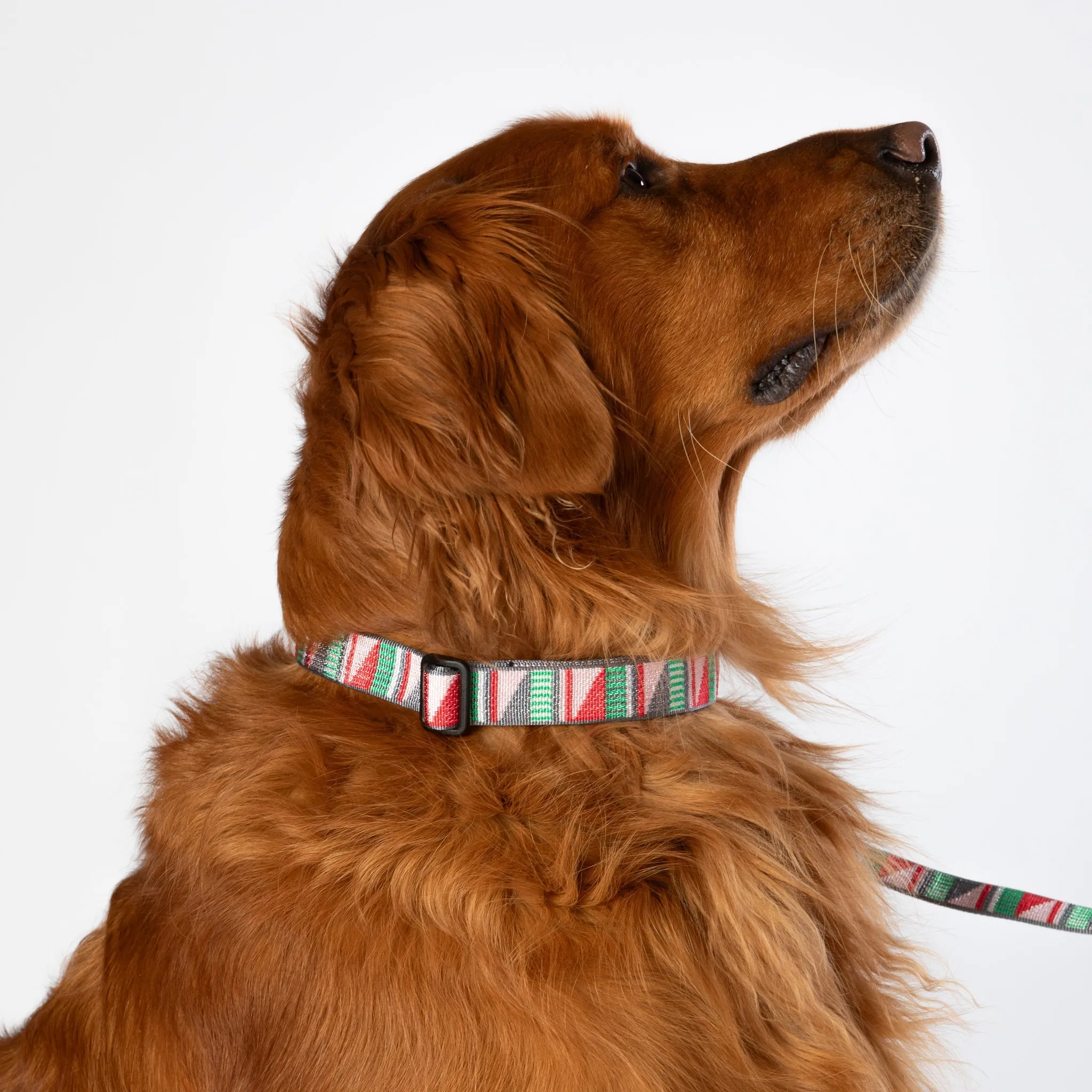 Classic Dog Collar