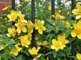 Hypericum patulum | Goldencup St. John's Wort | 50 Seeds