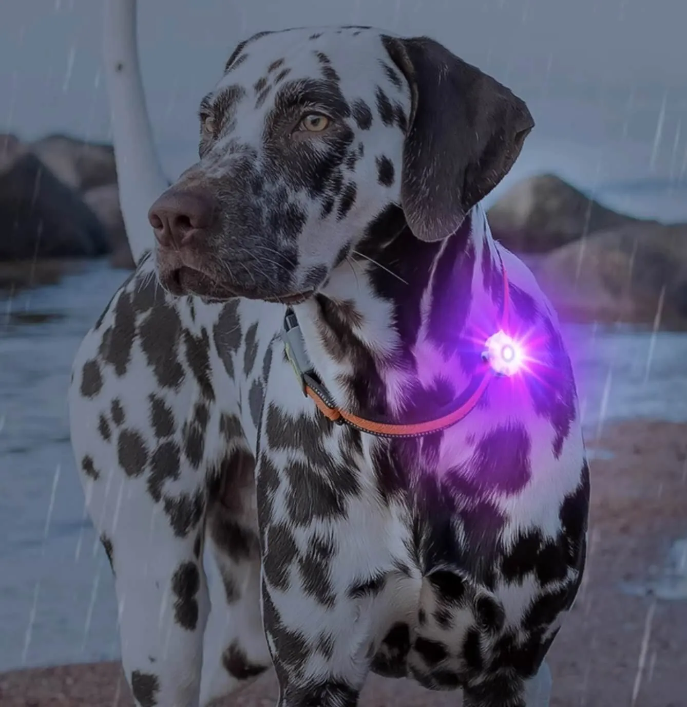 Laroo Clip On Dog Lights Glowing Accessories for Night Walking